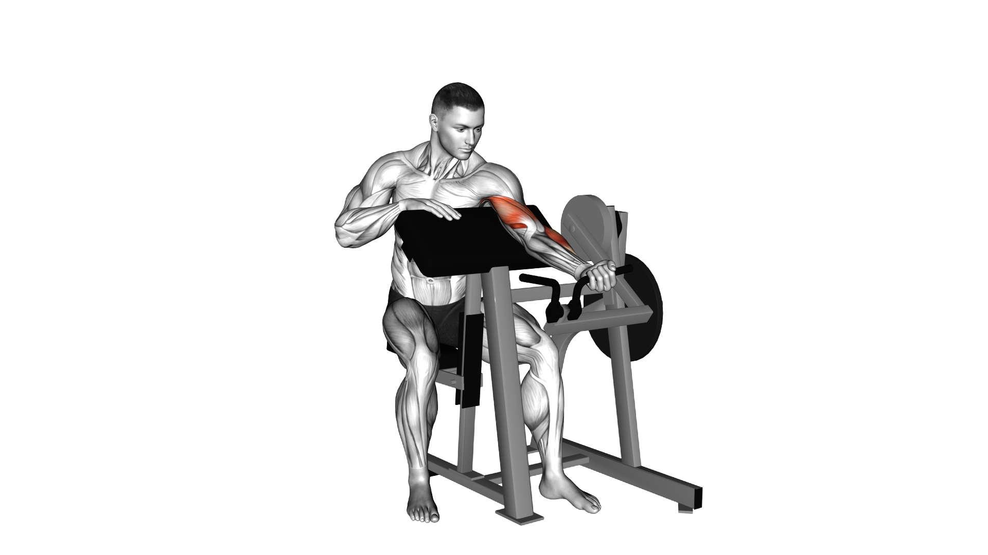 Lever Single Arm Preacher Curl (plate loaded) exercise demonstration
