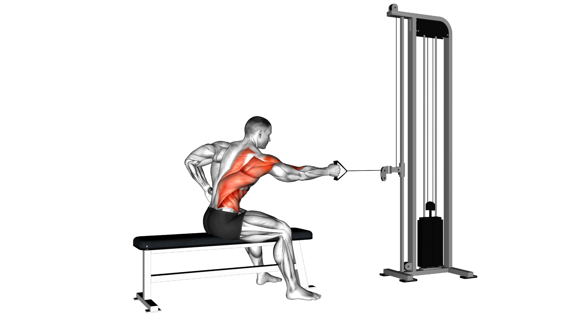 Cable Sitting Banch Single Arm Twisting Row exercise demonstration