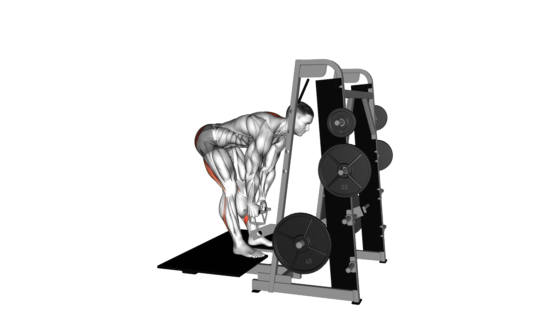 Lever Belt Romanian Deadlift (V bar) exercise demonstration