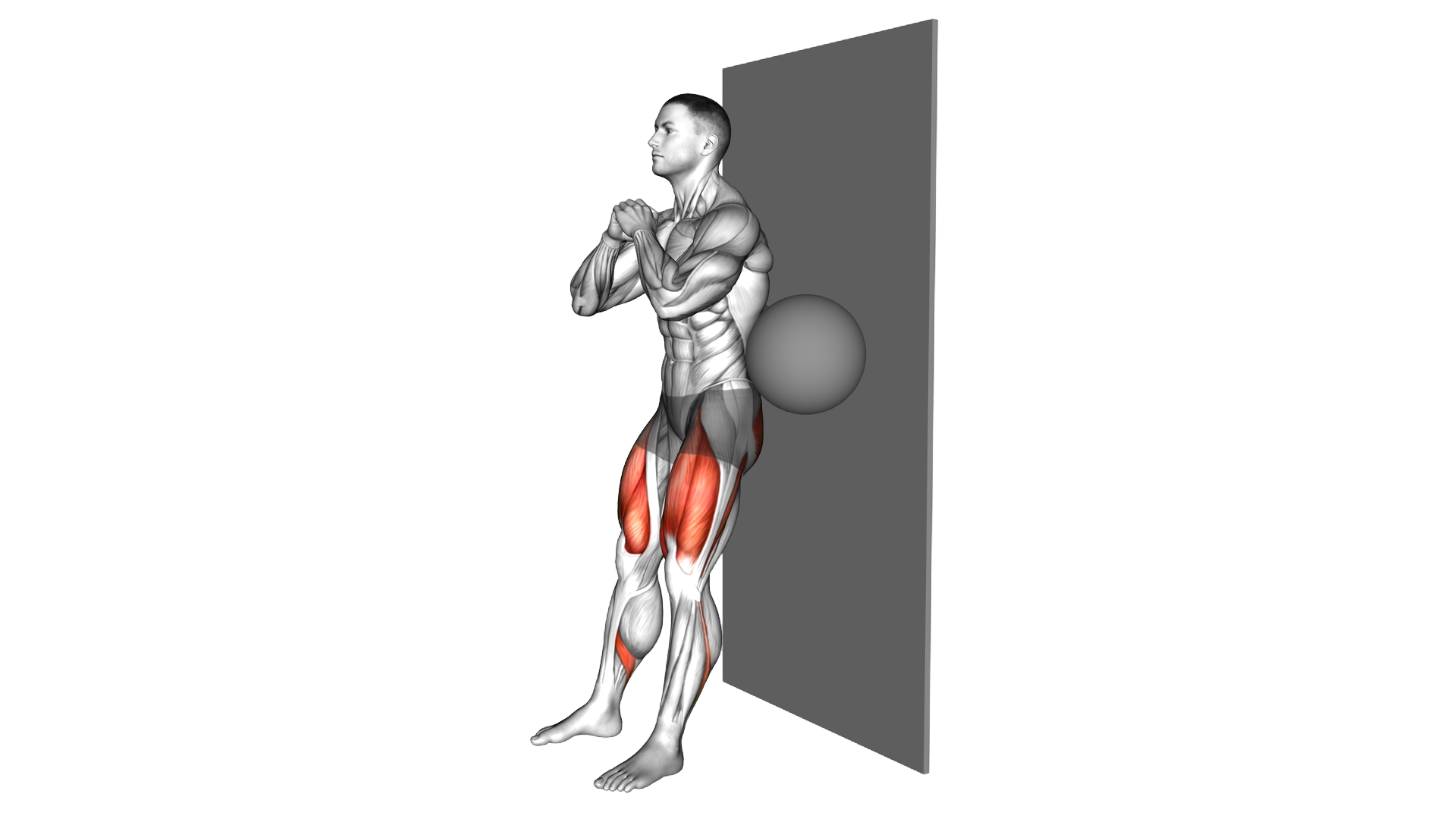 Squat with Ball behind Back exercise demonstration