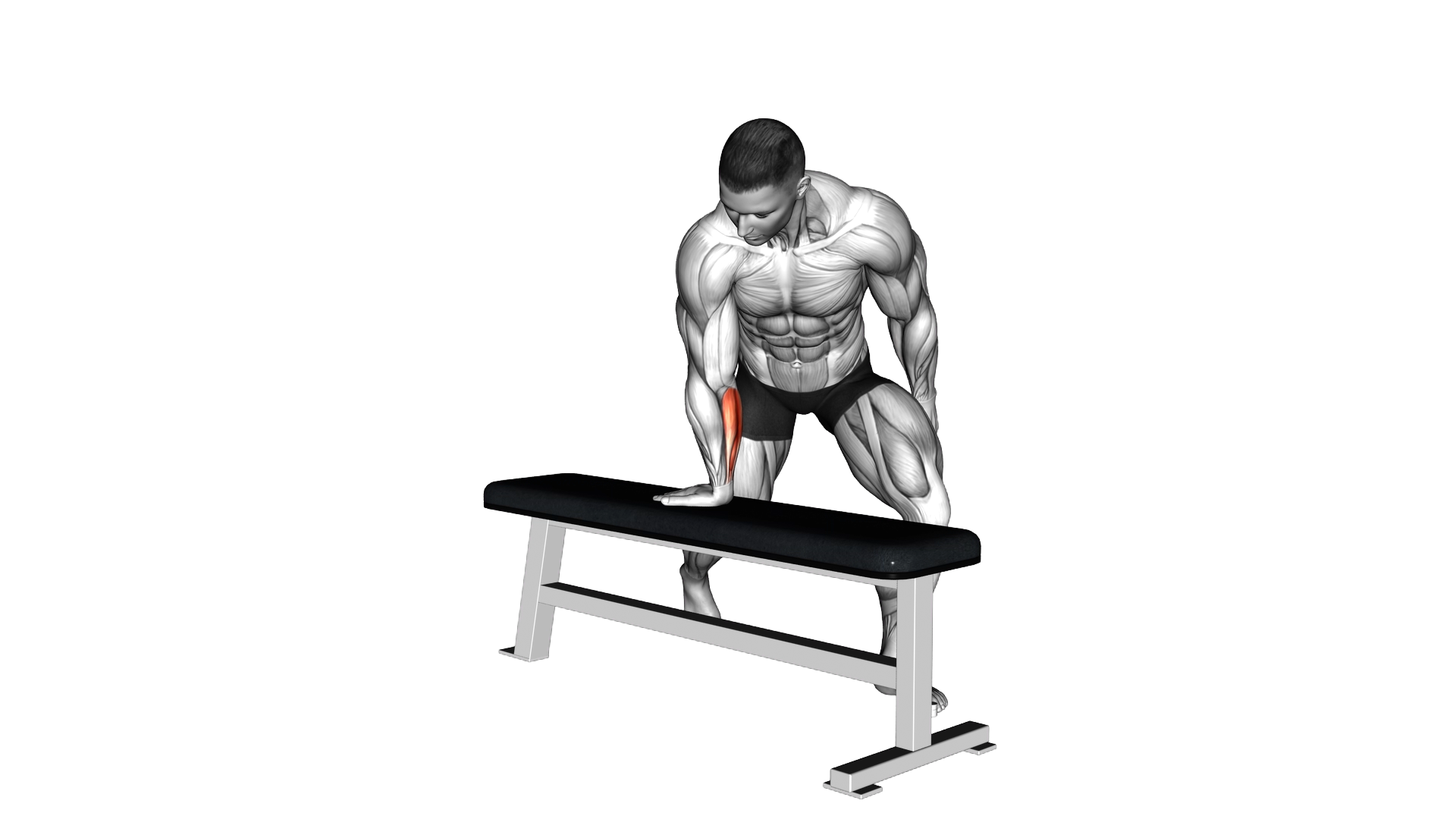 Bent over Single Arm Wrist Flexors Stretch exercise demonstration