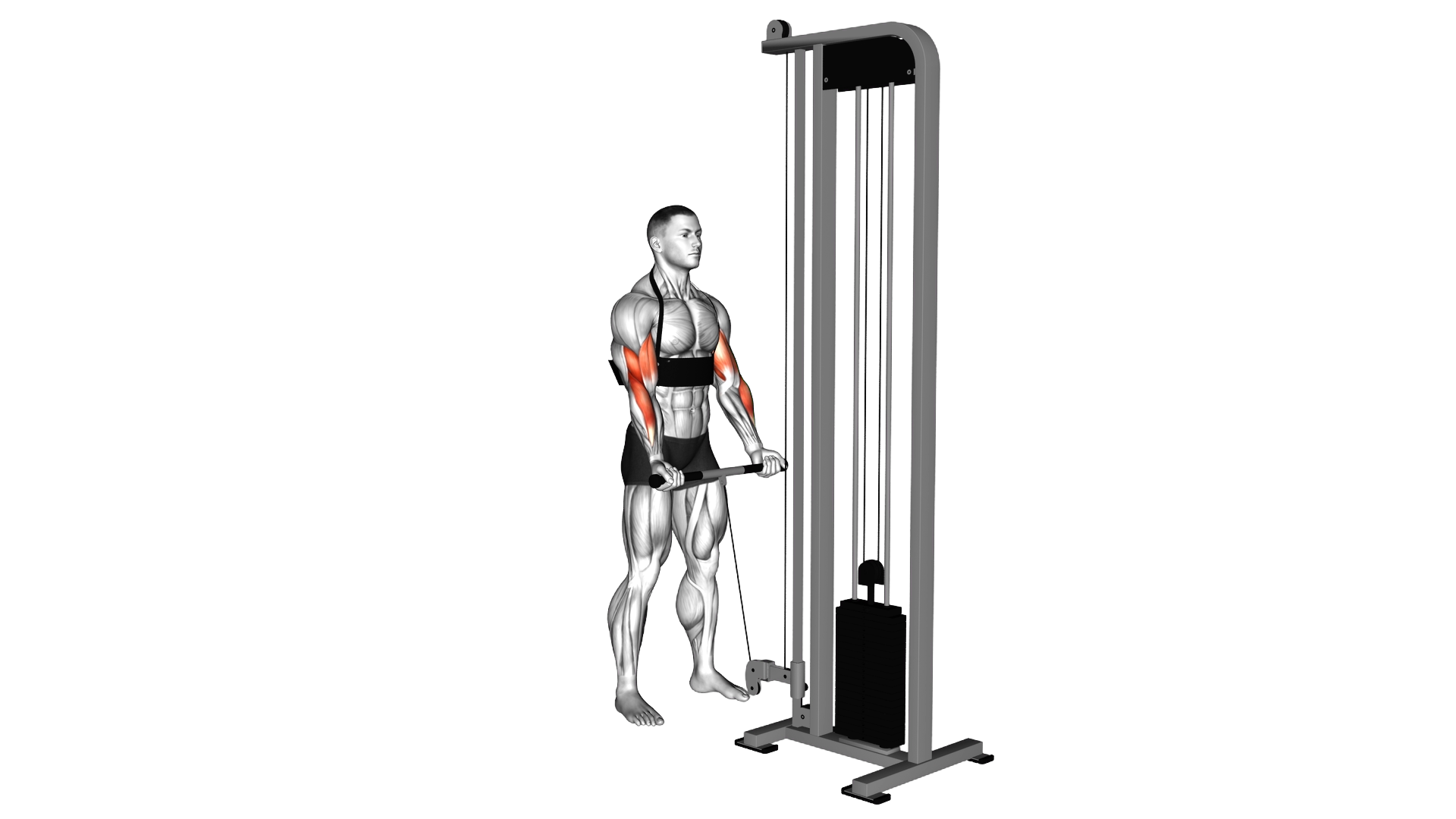 Cable Biceps Curl (with arm blaster) exercise demonstration