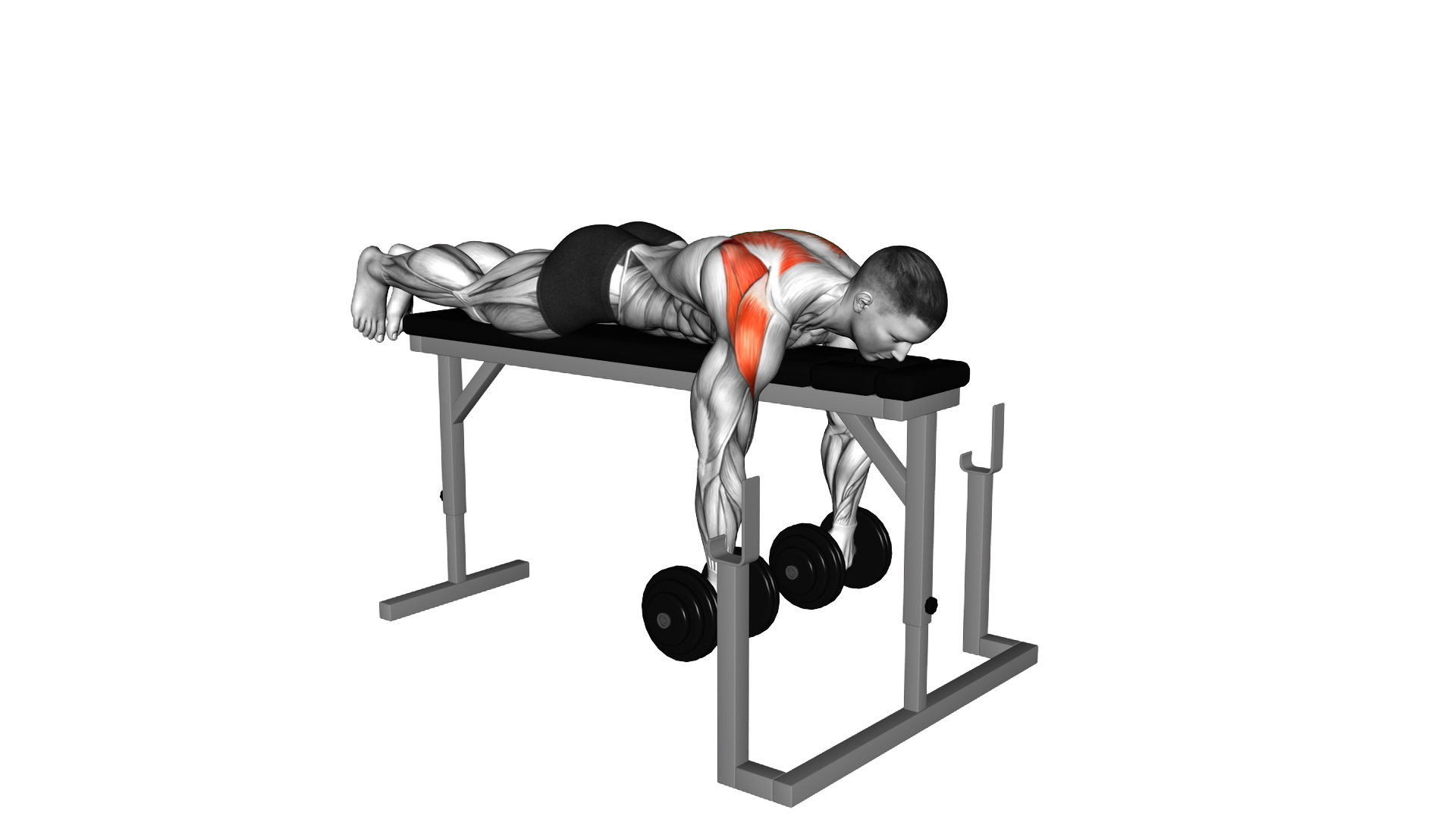 Dumbbell Lying Delt Row on Rack exercise demonstration