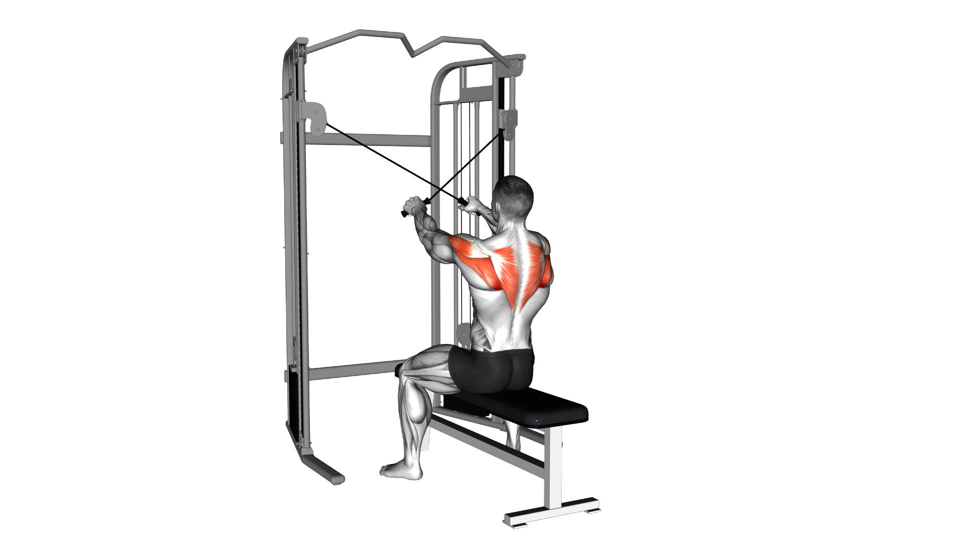 Cable Seated Reverse Fly exercise demonstration