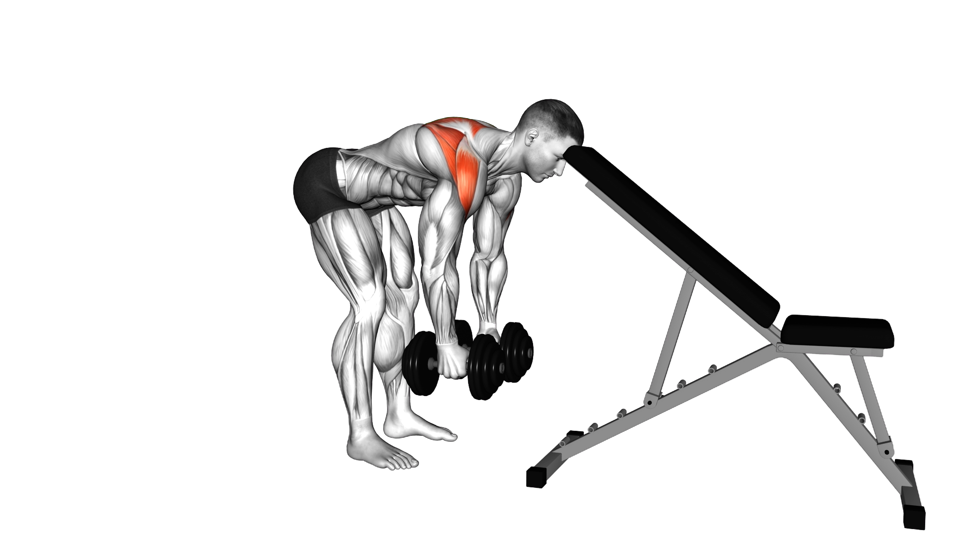 Dumbbell Alternating Rear Lateral Raise (support h exercise demonstration