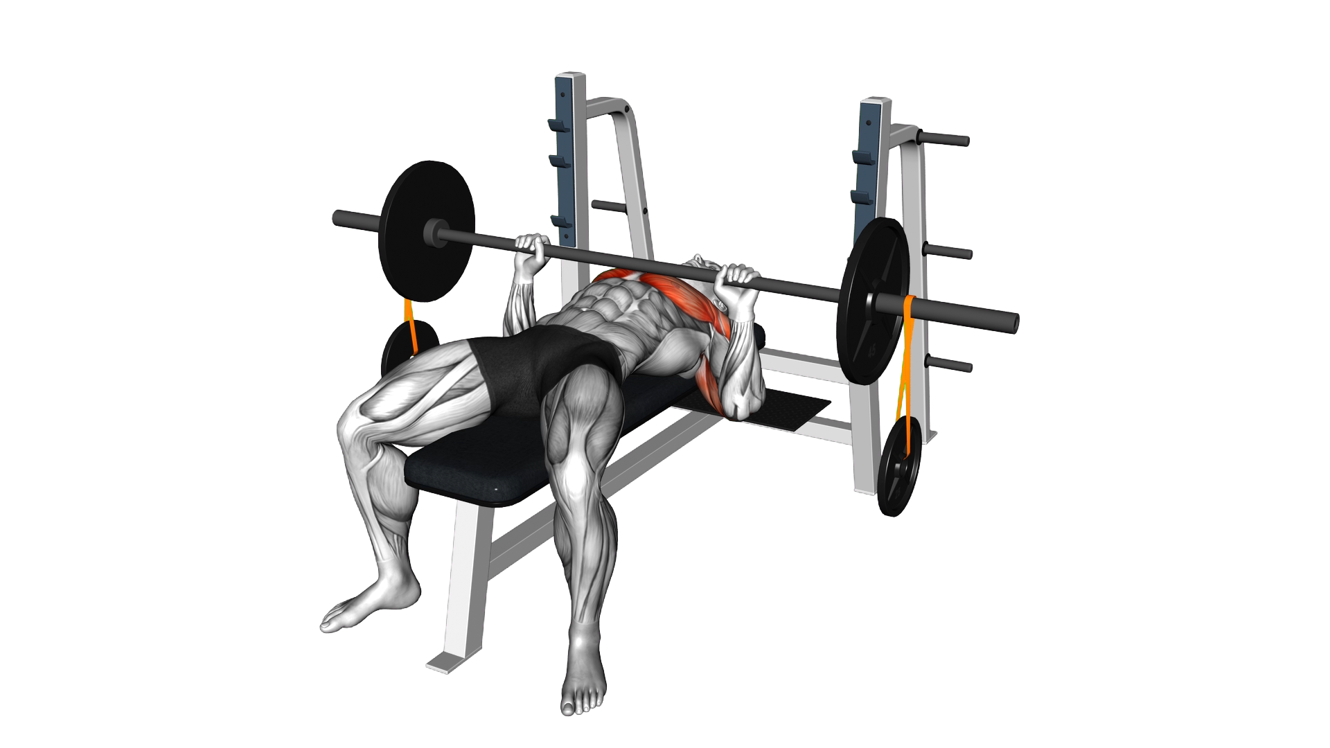 Barbell Banded Weighted Plate Bench Press exercise demonstration