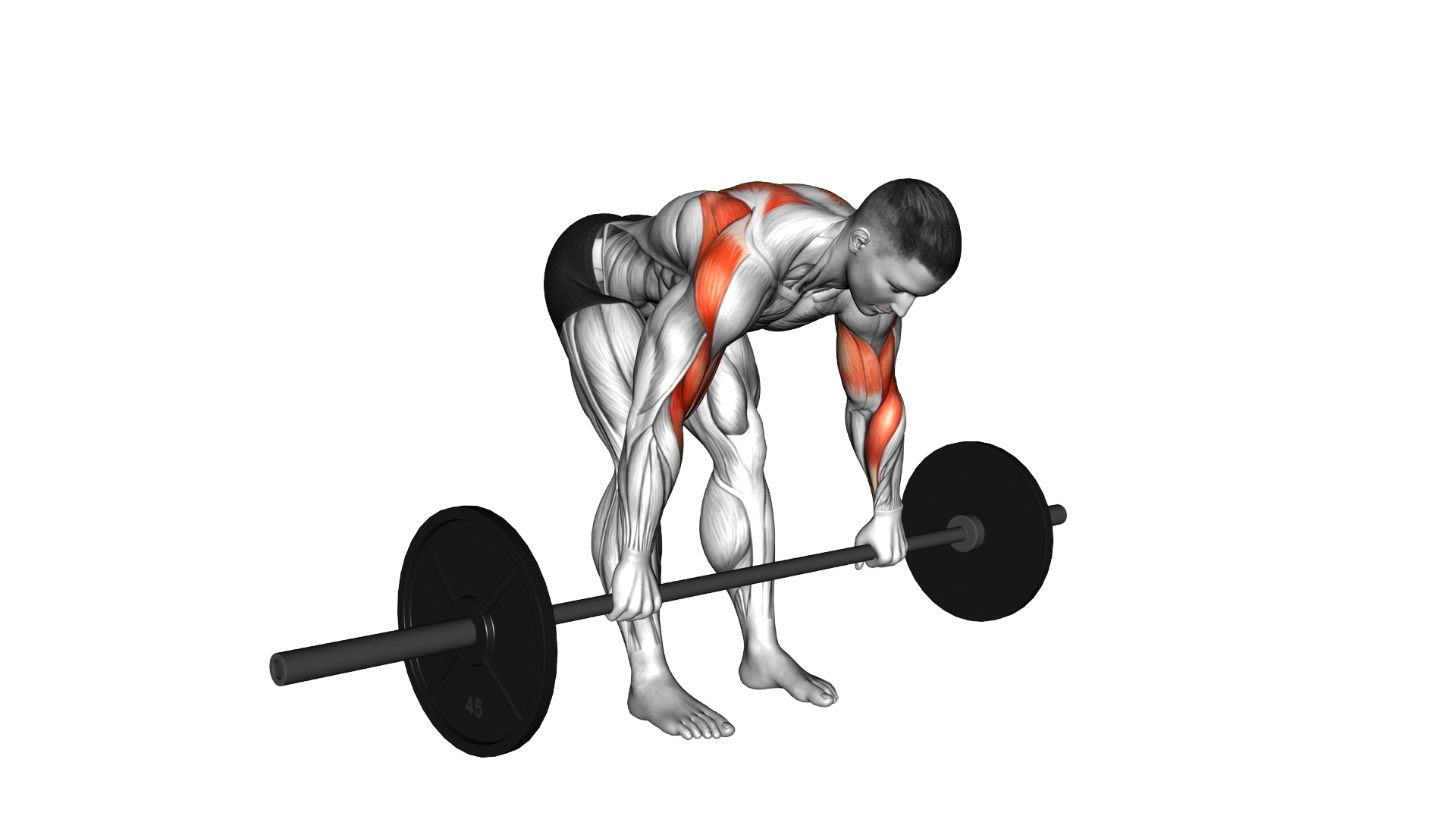 Barbell Bent over Rear Delt Row exercise demonstration