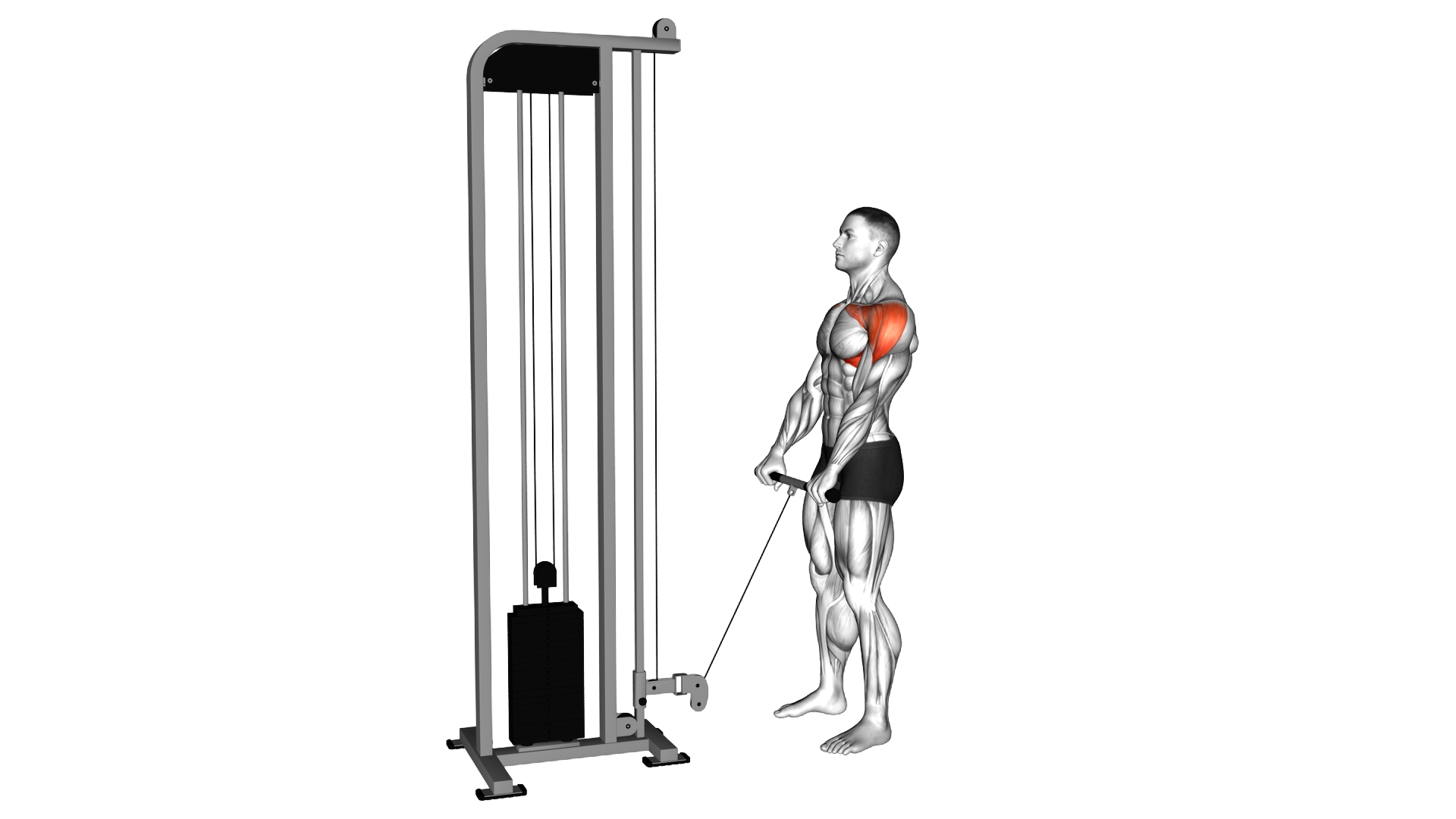 Cable Full Front Raise exercise demonstration