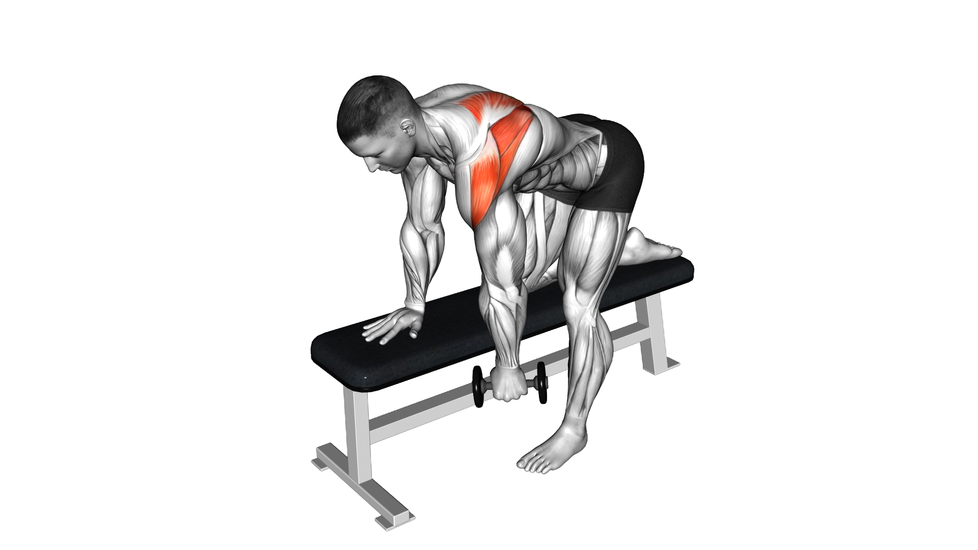 Weighted Dumbbell Shoulder Pendulum exercise demonstration