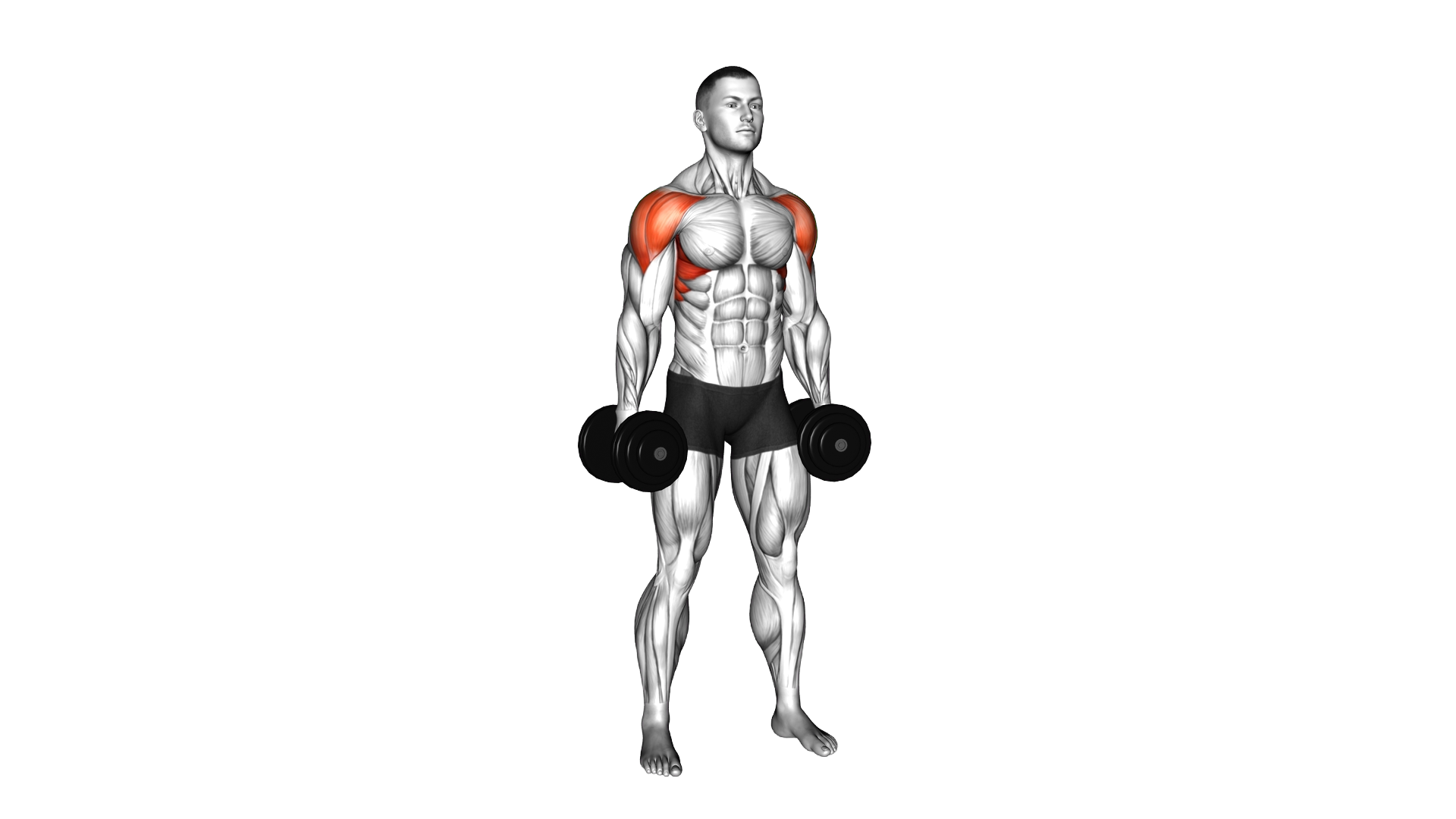 Dumbbell Lateral Raise Hold exercise demonstration