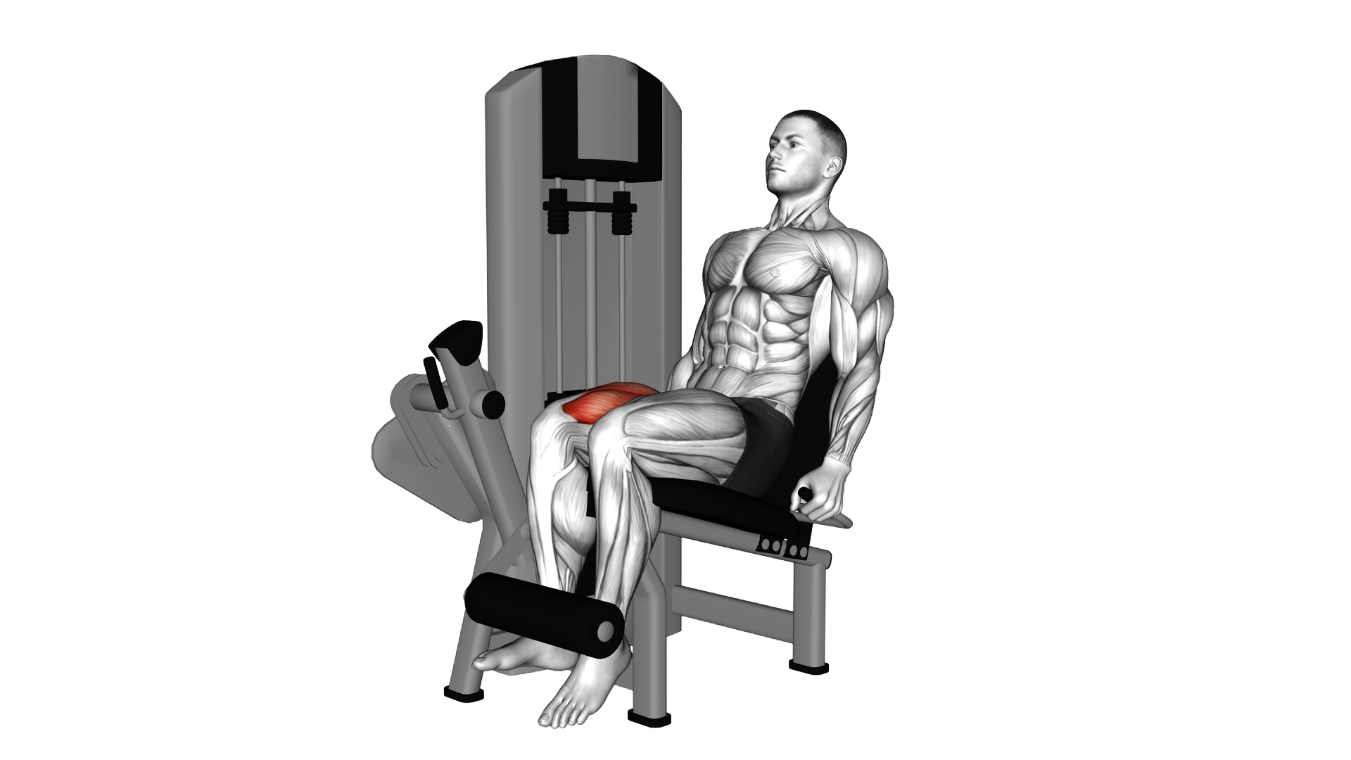 Lever Isometric Leg Extension exercise demonstration