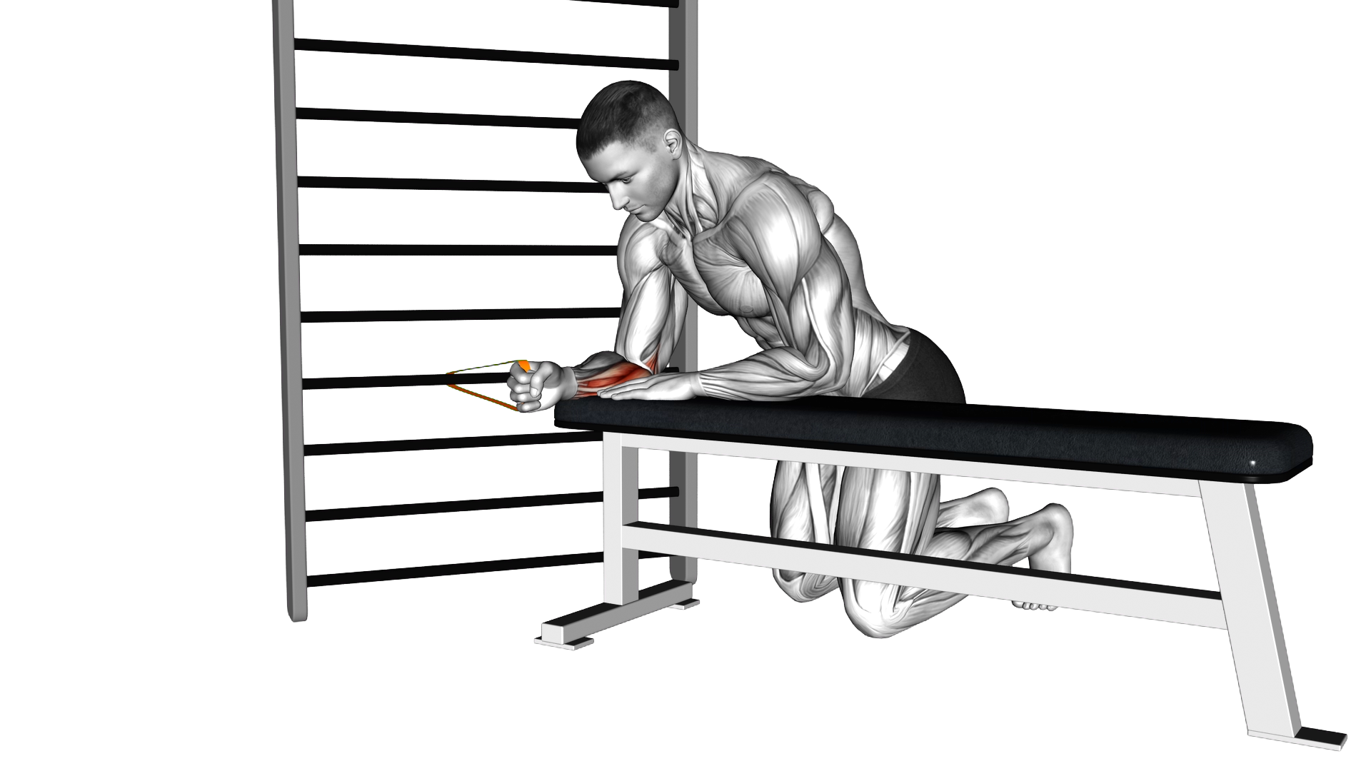 Resistance Band Wrist Flexion exercise demonstration